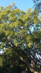 Jacaranda mimosifolia
