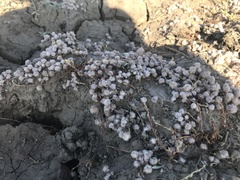 Psilocarphus brevissimus