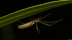 Tetragnatha vermiformis