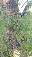Jacaranda mimosifolia