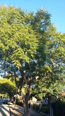 Jacaranda mimosifolia