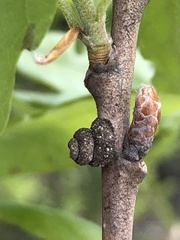 Apterona helicoidella