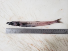 Scopelosaurus lepidus