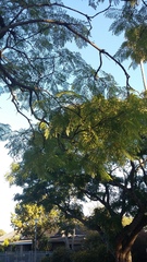 Jacaranda mimosifolia