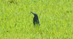Ixobrychus sturmii