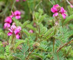 Indigofera schlechteri
