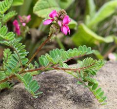Indigofera schlechteri