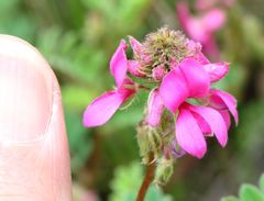 Indigofera schlechteri