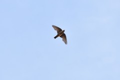 Ptyonoprogne concolor