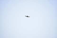 Ptyonoprogne concolor