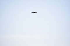 Ptyonoprogne concolor