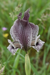 Iris acutiloba