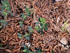 Trifolium dubium