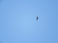 Streptoprocne semicollaris