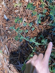 Trifolium dubium