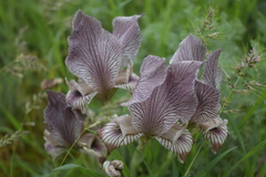 Iris acutiloba