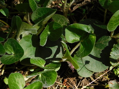 Asarum europaeum