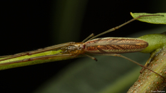 Tetragnatha vermiformis