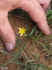 Hypoxis argentea
