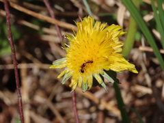 Dolichoderus plagiatus