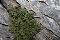 Brunia microphylla