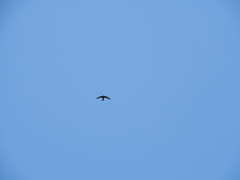 Streptoprocne semicollaris