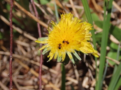 Dolichoderus plagiatus