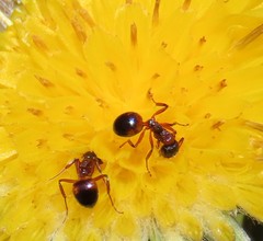 Dolichoderus plagiatus