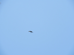 Streptoprocne semicollaris