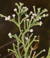 Brunia microphylla