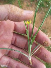 Hypoxis argentea