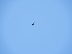 Streptoprocne semicollaris