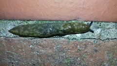 Limacus maculatus