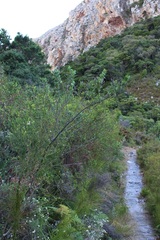 Indigofera cytisoides