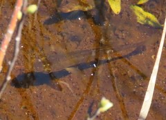 Fundulus diaphanus