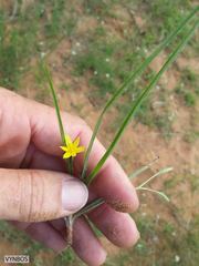 Hypoxis argentea