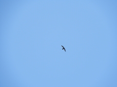 Streptoprocne semicollaris