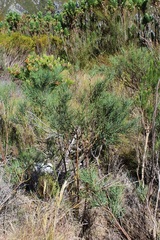 Indigofera filifolia
