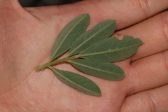 Indigofera cytisoides