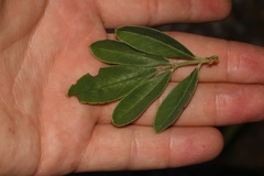 Indigofera cytisoides