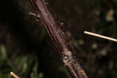 Indigofera cytisoides