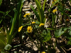 Tussilago farfara