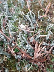 Cladonia cenotea