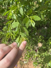 Baccharis halimifolia