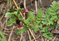 Indigofera longibarbata