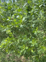 Baccharis halimifolia