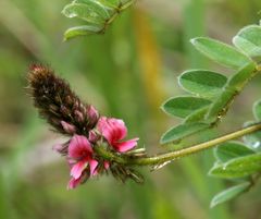 Indigofera longibarbata