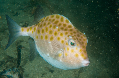 Smooth boxfish (Anoplocapros inermis) — Aracanidae — 2