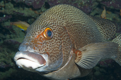 Plectorhinchus pica