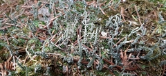 Cladonia cenotea